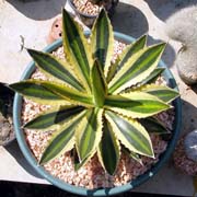Agave_Kirchovy
